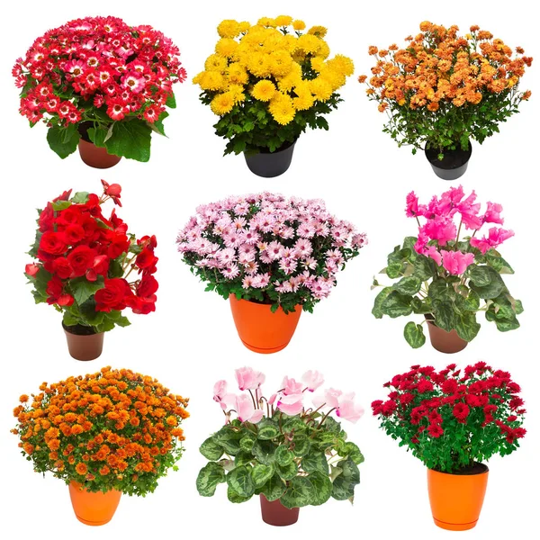 Collection Blommor Krysantemum Cineraria Och Mångfärgade Cyklamen Kruka Isolerad Vit — Stockfoto