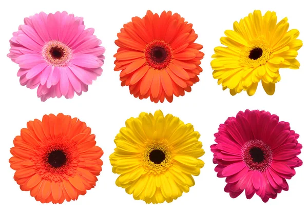 Colección Hermosas Flores Delicadas Gerberas Aisladas Sobre Fondo Blanco Composición —  Fotos de Stock