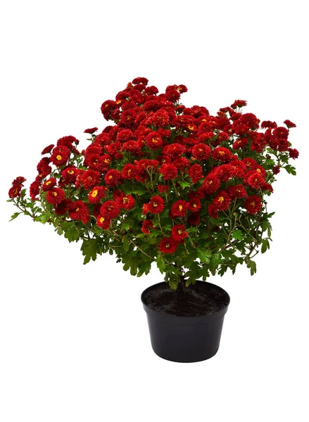 Krizantém Virág Piros Őszi Pot Elszigetelt Fehér Background Szép Növény — Stock Fotó