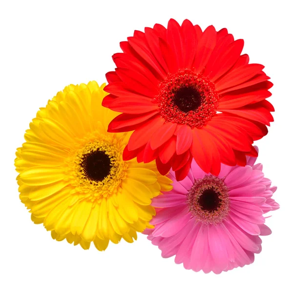 Boeket Van Mooie Fijne Bloemen Gerbera Geïsoleerd Een Witte Achtergrond — Stockfoto