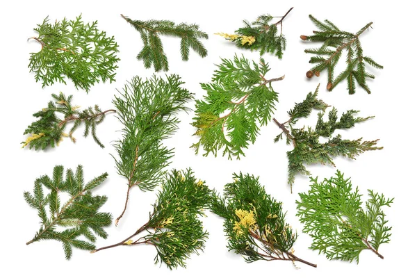 Collection Branches Coniferous Spruce Thuja Pine Juniper Isolated White Background — Stock Photo, Image
