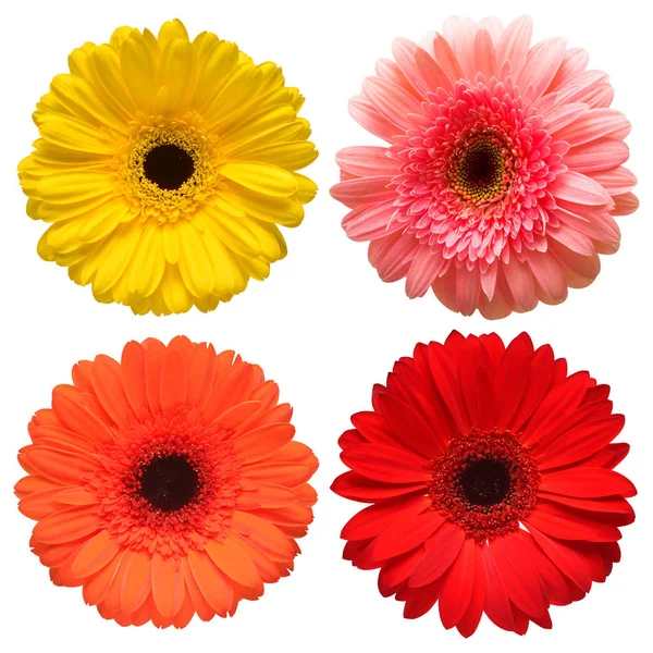 Collection Beautiful Delicate Flowers Gerberas Isolated White Background Fashionable Creative — Stock Photo, Image