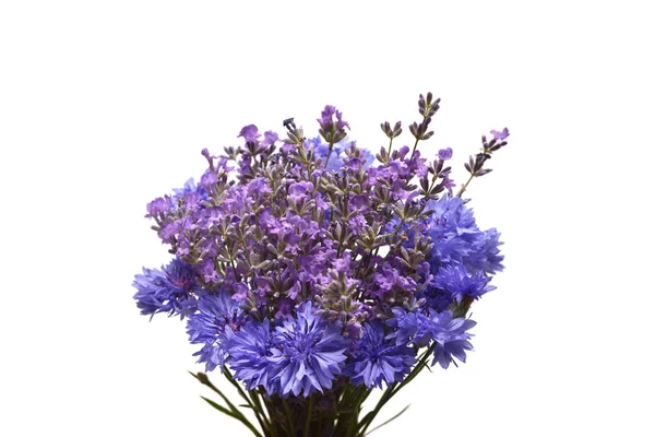 Belas Flores Knapweed Roxo Isolado Fundo Branco — Fotografia de Stock