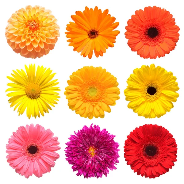Bloemen Hoofd Collectie Van Prachtige Daisy Calendula Gerbera Chrysant Dahlia — Stockfoto