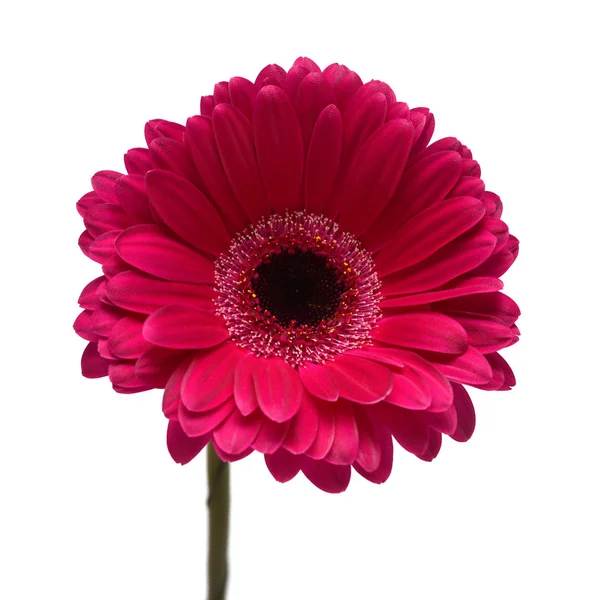 Purple Gerbera Head Flower Isolated White Background Flat Lay Top — Stock Photo, Image