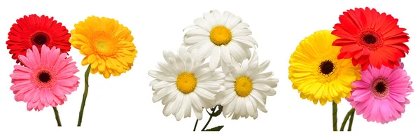 Sammlung Von Blumen Weißen Gänseblümchen Und Bunten Gerbera Isoliert Auf — Stockfoto