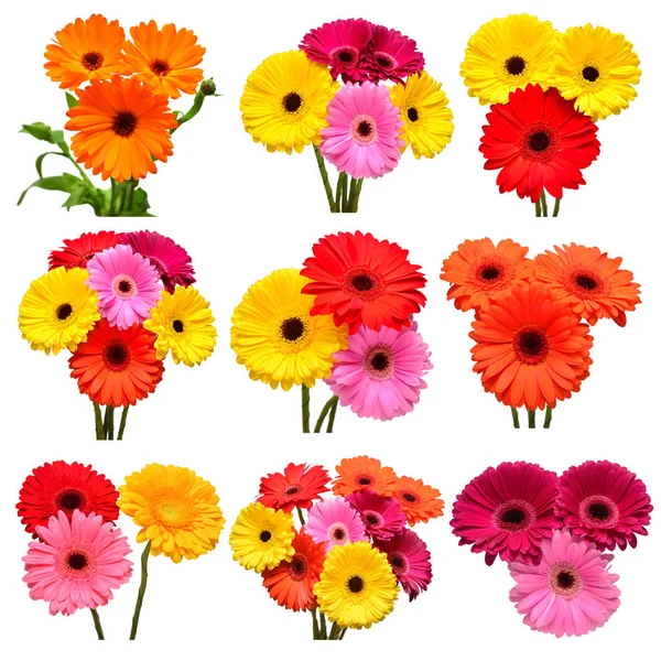 Collection Flowers Daisy Multicolored Gerbera Calendula Isolated White Background Hello — Stock Photo, Image