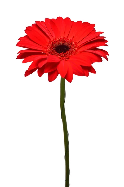 Gerbera Rosso Fiore Isolato Sfondo Bianco Posa Piatta Vista Dall — Foto Stock