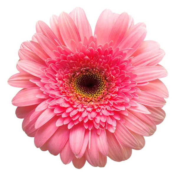 Roze Bloem Gerbera Geïsoleerd Witte Achtergrond — Stockfoto