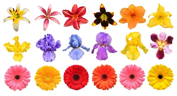 Collezione Fiori Iris Giglio Gerbera Crisantemi Dalie Isolate Fondo Bianco — Foto Stock