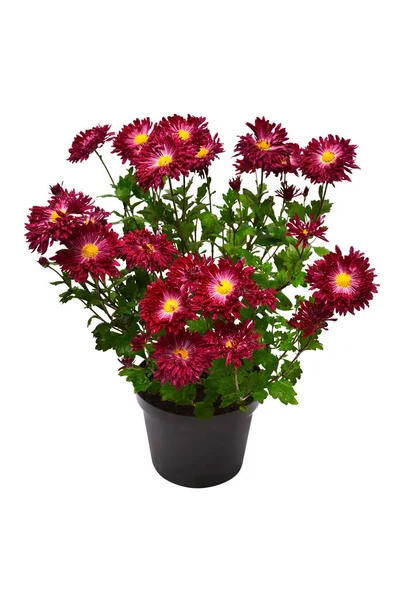 Chrysanthème Fleurs Rose Automne Pot Isolé Sur Fond Blanc Broderie — Photo