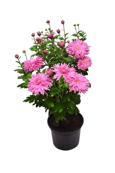 Krizantém Rózsaszín Virágok Ősszel Pot Elszigetelt Fehér Background Osztályos Victoria — Stock Fotó