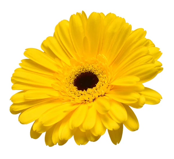 Κεφάλι Κίτρινες Ζέρμπερες Λουλούδι Απομονωθεί Λευκό Φόντο Επίπεδη Lay Κορυφαία — Φωτογραφία Αρχείου