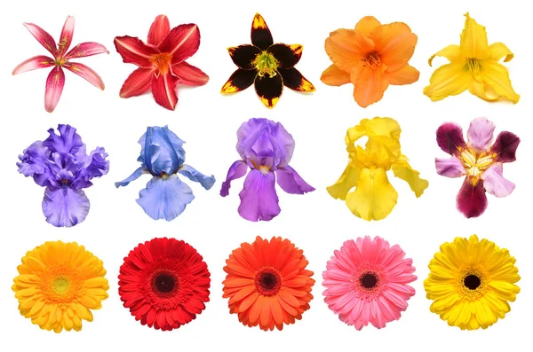 Kolekce Květiny Iris Lilie Gerbera Chryzantémy Jiřiny Izolované Bílém Pozadí — Stock fotografie