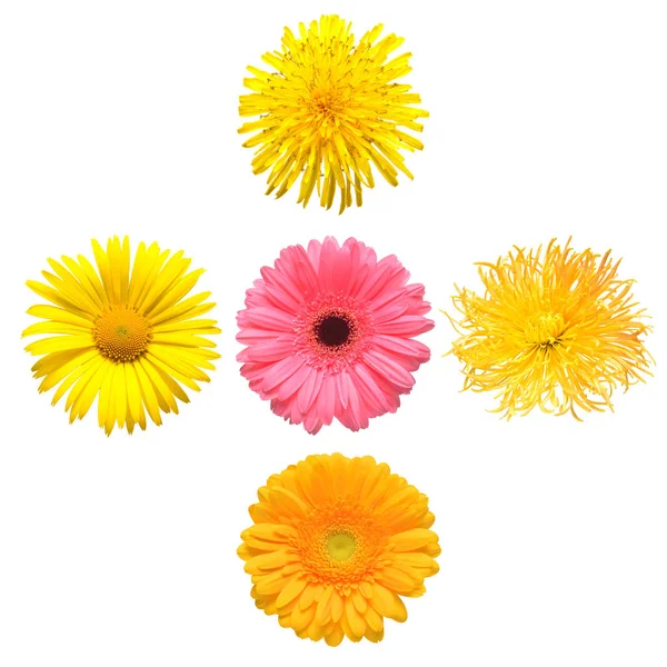 Blommor Huvudet Samling Vackra Daisy Ringblomma Gerbera Krysantemum Dahlia Kamomill — Stockfoto