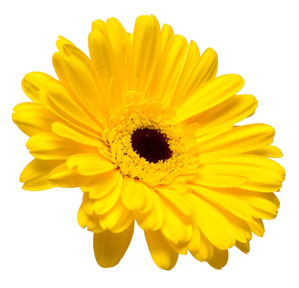 Κεφάλι Κίτρινες Ζέρμπερες Λουλούδι Απομονωθεί Λευκό Φόντο Επίπεδη Lay Κορυφαία — Φωτογραφία Αρχείου