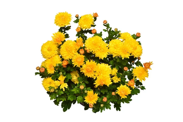 Chrysant Bloemen Gele Herfst Pot Geïsoleerd Een Witte Achtergrond Hallo — Stockfoto