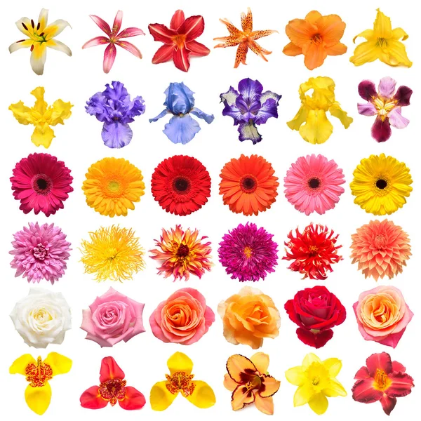 Collectie Bloemen Rozen Iris Lily Gerbera Chrysant Dahlia Narcissus Geïsoleerd — Stockfoto