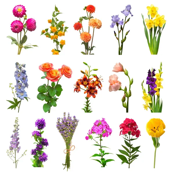 Sammlung Schöne Blumen Sortiert Lavendel Tulpe Kerria Japonica Gänseblümchen Rose — Stockfoto