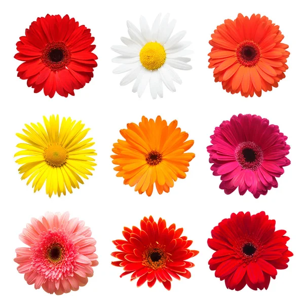 Collezione Testa Fiori Camomilla Gerbera Calendula Isolati Sfondo Bianco Composizione — Foto Stock