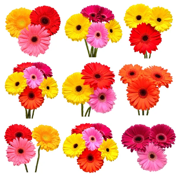 Collection Flowers Multicolored Gerbera Isolated White Background Hello Spring Beautiful — Stock Photo, Image