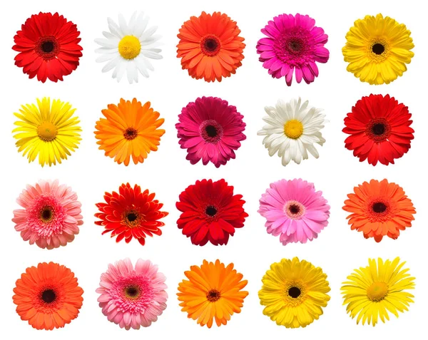 Collection Head Flowers Chamomile Gerbera Calendula Isolated White Background Fashionable — Stock Photo, Image