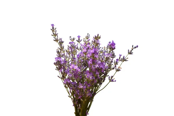 Bunch Lavender Flowers Isolated White Background Medical Herbs Floral Bouquet — Stock Photo, Image