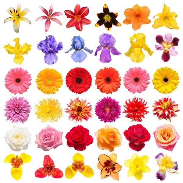 Collectie Bloemen Rozen Iris Lily Gerbera Chrysant Dahlia Narcissus Geïsoleerd — Stockfoto