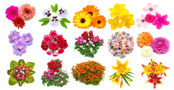 Collection of flowers marigold, pansies, roses, daisies, lilies, dahlias, daffodils and other isolated on white background. Set, collage, love. Floral pattern, object. Flat lay, top view — Stock Image Collection Flowers Marigold Pansies Roses Daisies Lilies Dahlias Daffodils Other Stock Image