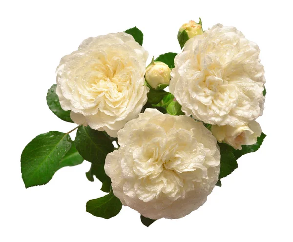 白い花束バラのデビッド オースチン ホワイト バック グラウンド上に分離 美しい繊細な花は葉し 値下がりしました 創造的な春と夏のコンセプト ギフト バレンタインの日 — ストック写真