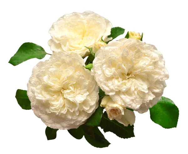 Білий Букет Троянд Девід Остін Ізольовані Білому Тлі Красиві Крихку — стокове фото