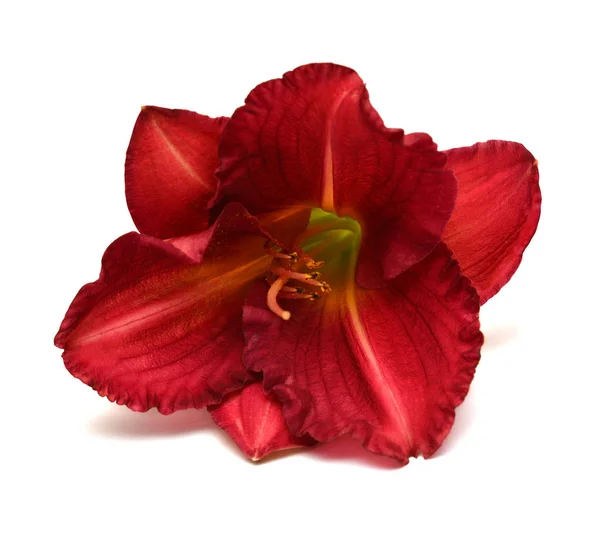 Day lily beautiful delicate flower isolated on white background. Red and pink striped color. Flat lay, top view