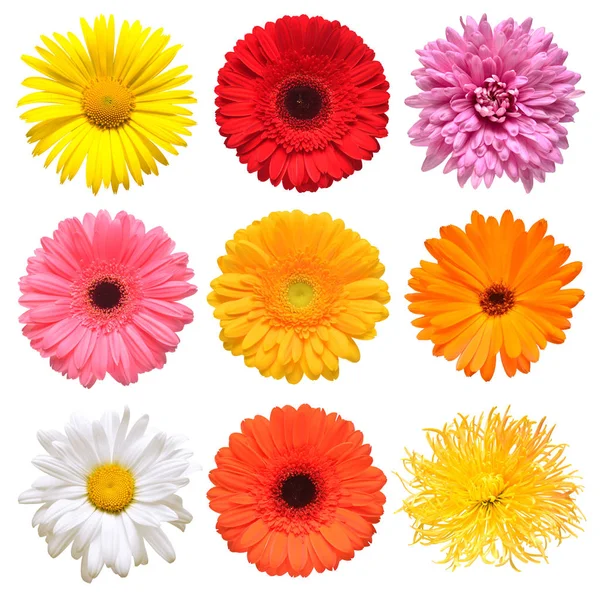 Virág Fej Gyűjteménye Gyönyörű Daisy Körömvirág Gerbera Krizantém Dália Kamilla — Stock Fotó