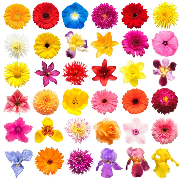 Collectie Bloemen Rozen Iris Lily Gerbera Chrysant Dahlia Ipomoea Narcissus — Stockfoto