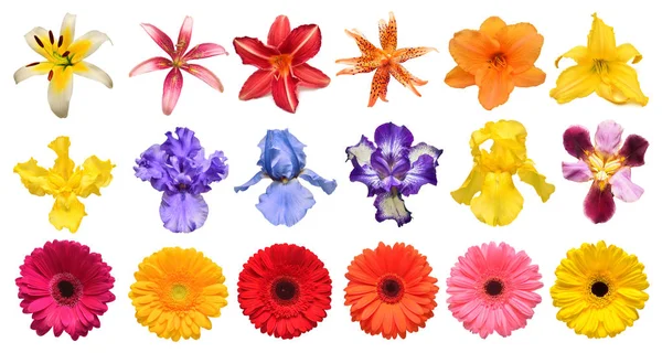 Collezione Fiori Iris Giglio Gerbera Crisantemi Dalie Isolate Fondo Bianco — Foto Stock