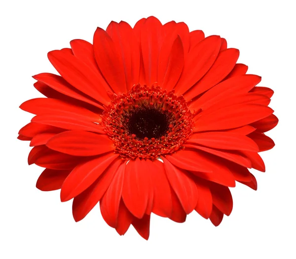 Κόκκινες Ζέρμπερες Λουλούδι Κεφάλι Απομονώνονται Λευκό Φόντο Επίπεδη Lay Κορυφαία — Φωτογραφία Αρχείου