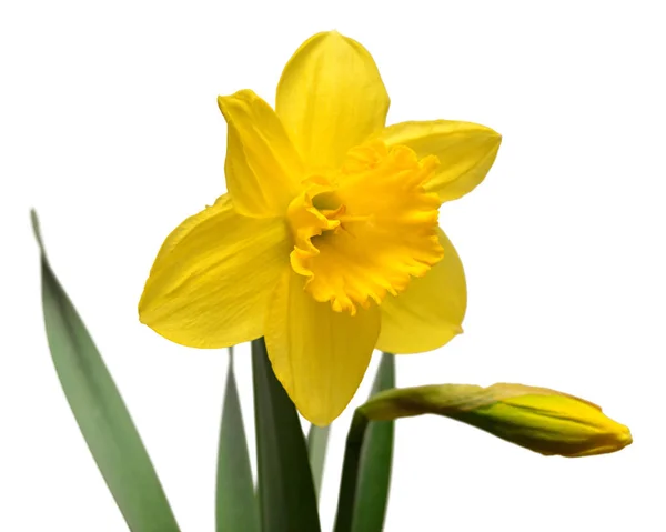 Gula Påskliljor Blommor Med Bud Isolerad Vit Bakgrund Våren Koncept — Stockfoto