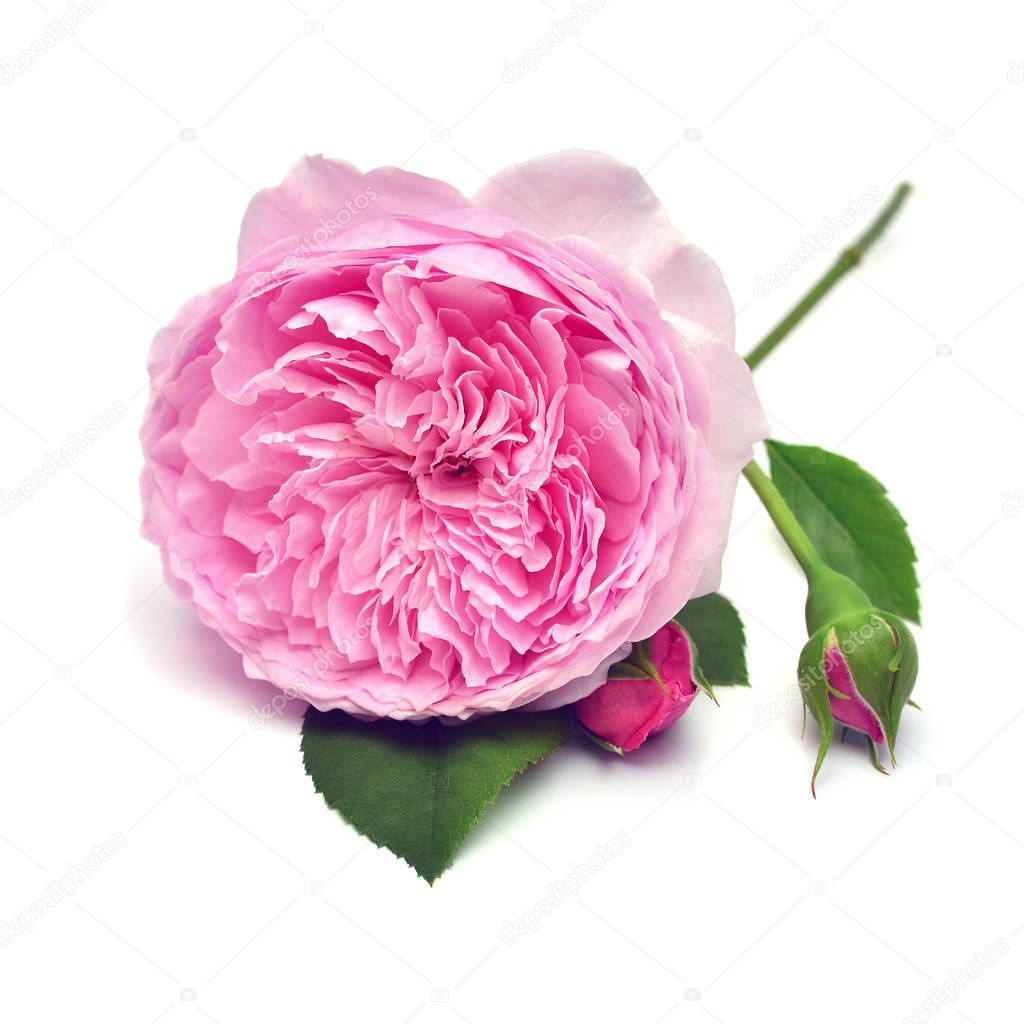 Beautiful rose flower of David Austin pink isolated on a white background. Creative spring concept. Flat lay, top view