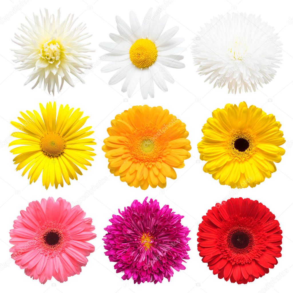 Flowers head collection of beautiful daisy, calendula, gerbera, chrysanthemum, dahlia, chamomile isolated on white background. Card. Easter. Spring time set. Flat lay, top view