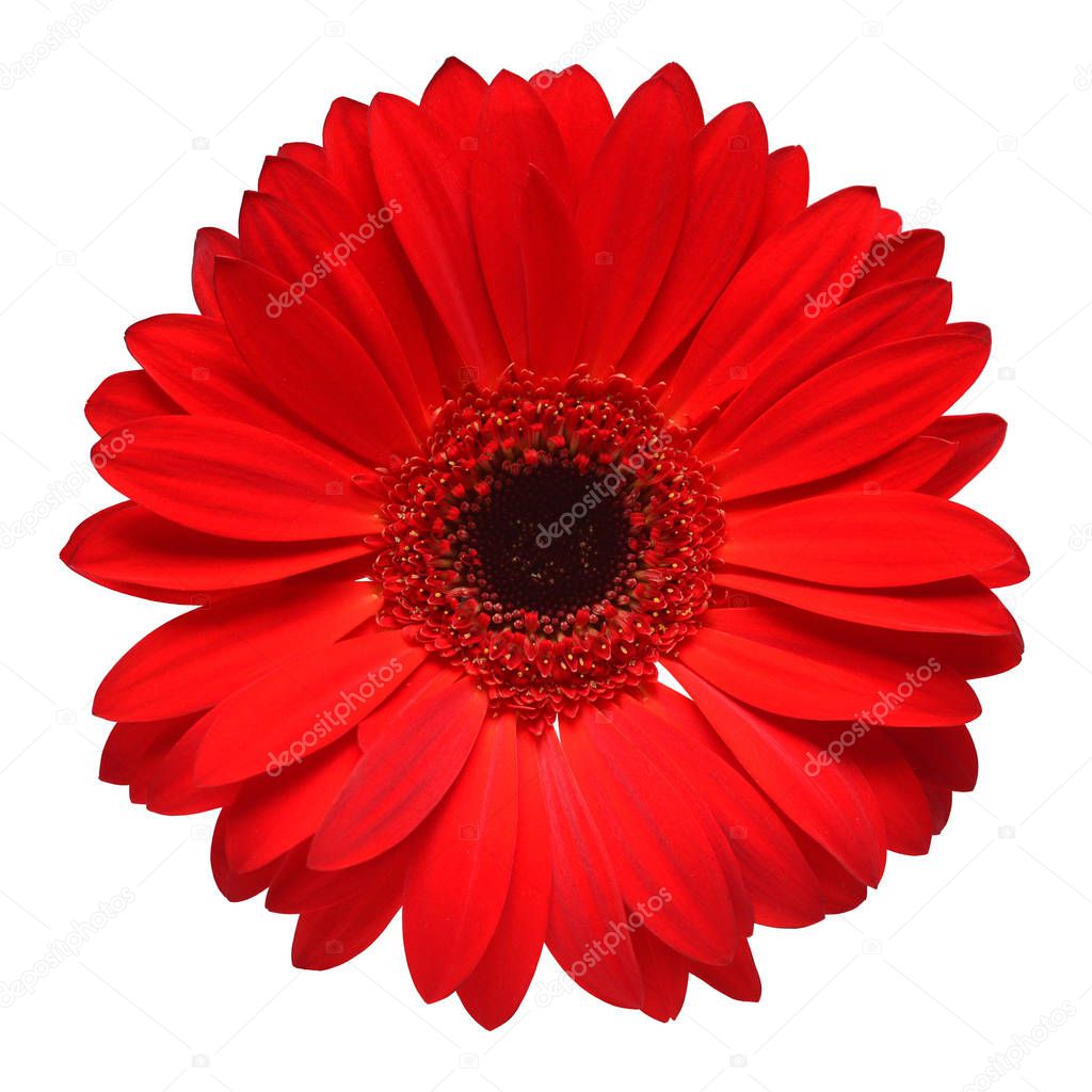 Red gerbera flower isolated on white background. Flat lay, top view