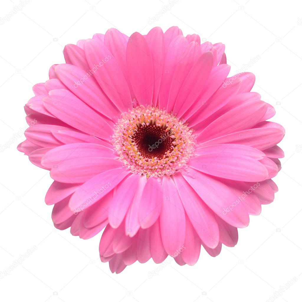 Pink gerbera head flower isolated on white background. Flat lay, top view