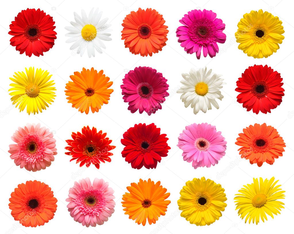 Collection head flowers chamomile, gerbera and calendula  isolated on white background. Fashionable creative floral composition. Summer, spring. Flat lay, top vie