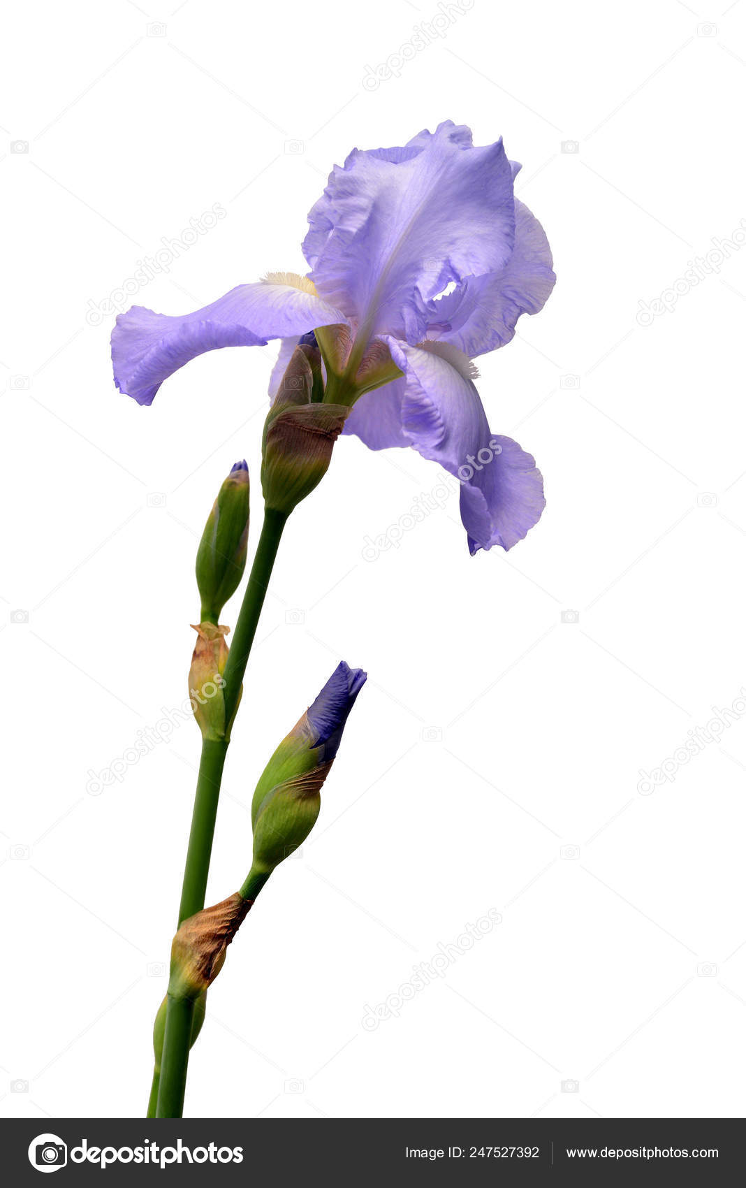 Blue iris flower isolated on white background. Summer. Spring. F ...