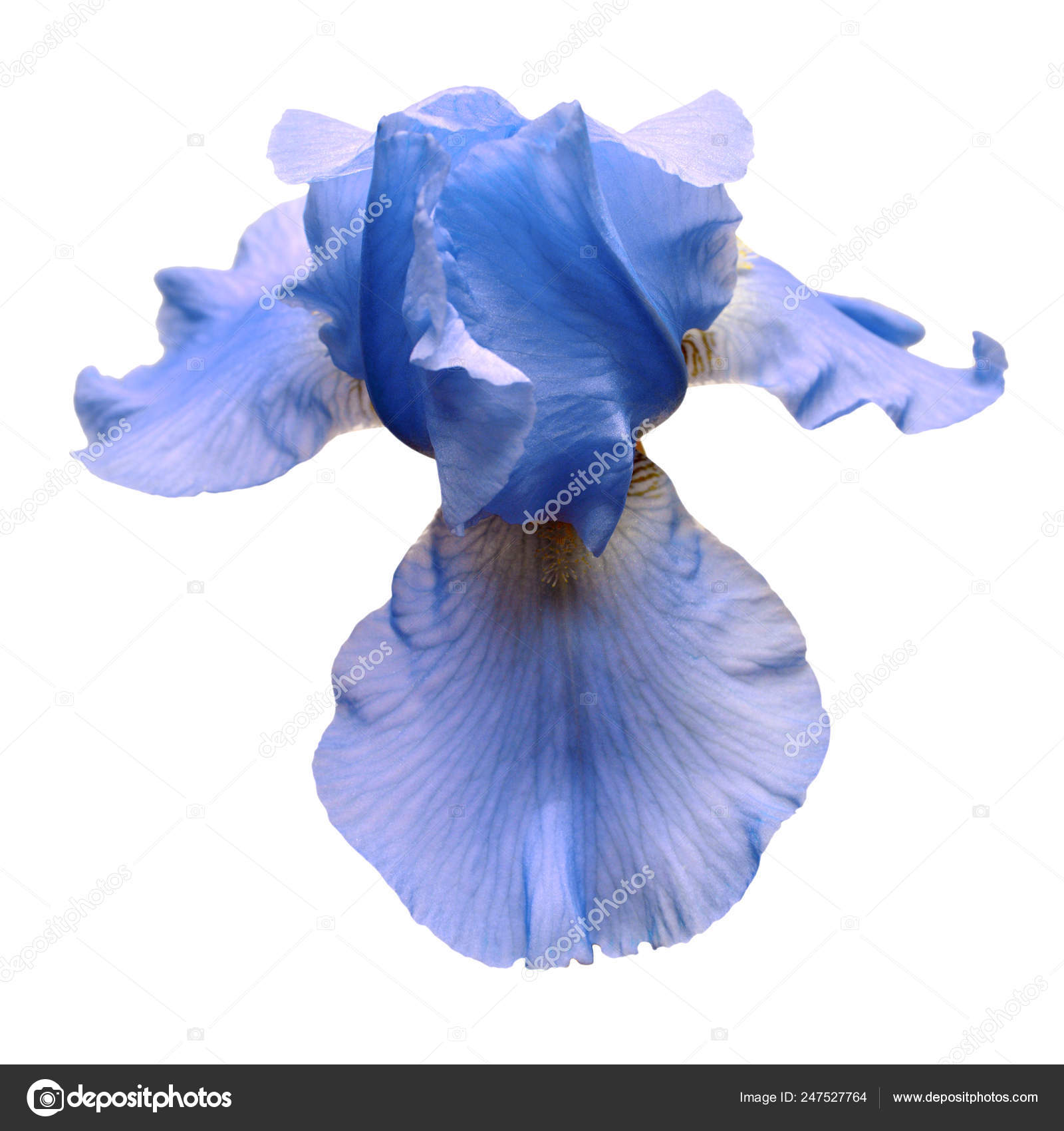 Flor de íris azul isolada sobre fundo branco. Verão. Primavera. F fotos, imagens de © FlowerStudio #247527764 Flor de íris azul isolada sobre fundo branco. Verão. Primavera. F fotos, imagens de © FlowerStudio #247527764
