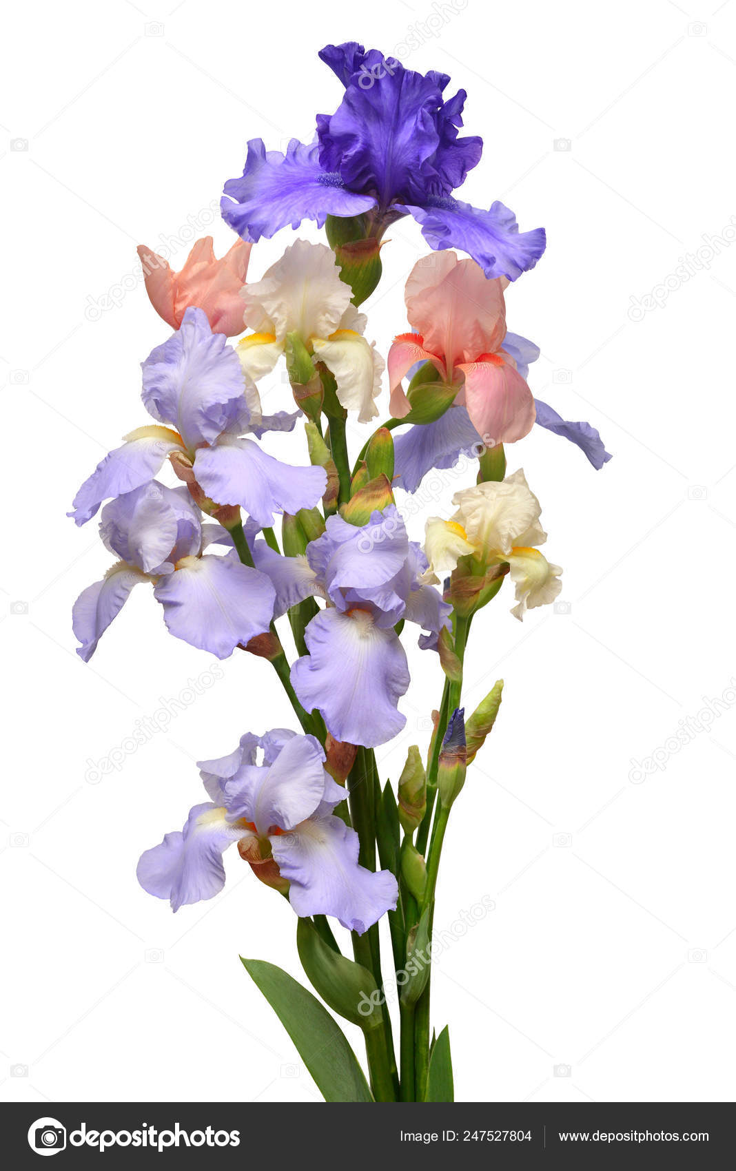 Iris flowers bouquet blue and pink isolated on white background ...