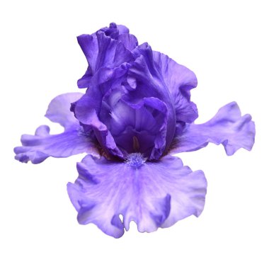 Çiçek açan Iris çiçek beyaz arka plan üzerinde izole. Yaz. Sprin