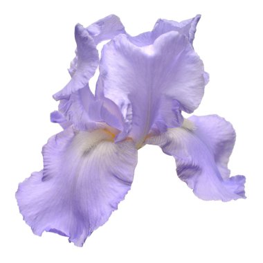 Çiçek açan Iris çiçek beyaz arka plan üzerinde izole. Yaz. Sprin