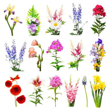 Koleksiyon güzel çiçekler çeşitli muscari, fern, papatya, gül