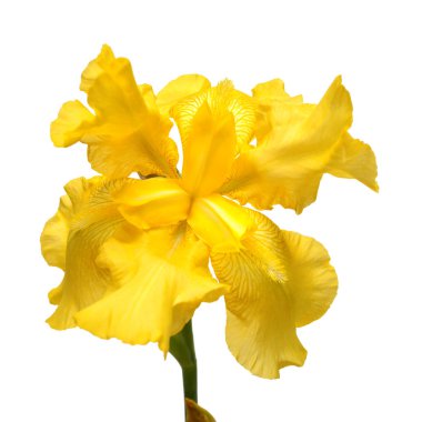 Beyaz arka plan üzerinde izole güzel sarı Iris çiçeği. Easte