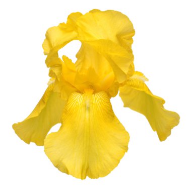 Beyaz arka plan üzerinde izole güzel sarı Iris çiçeği. Easte